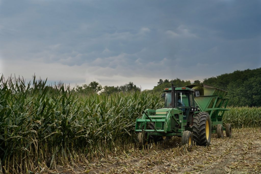 harvesting corn with tractor