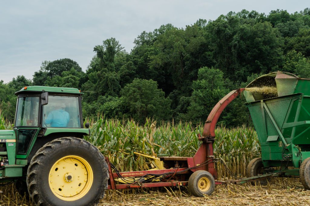 harvesting corn silage
