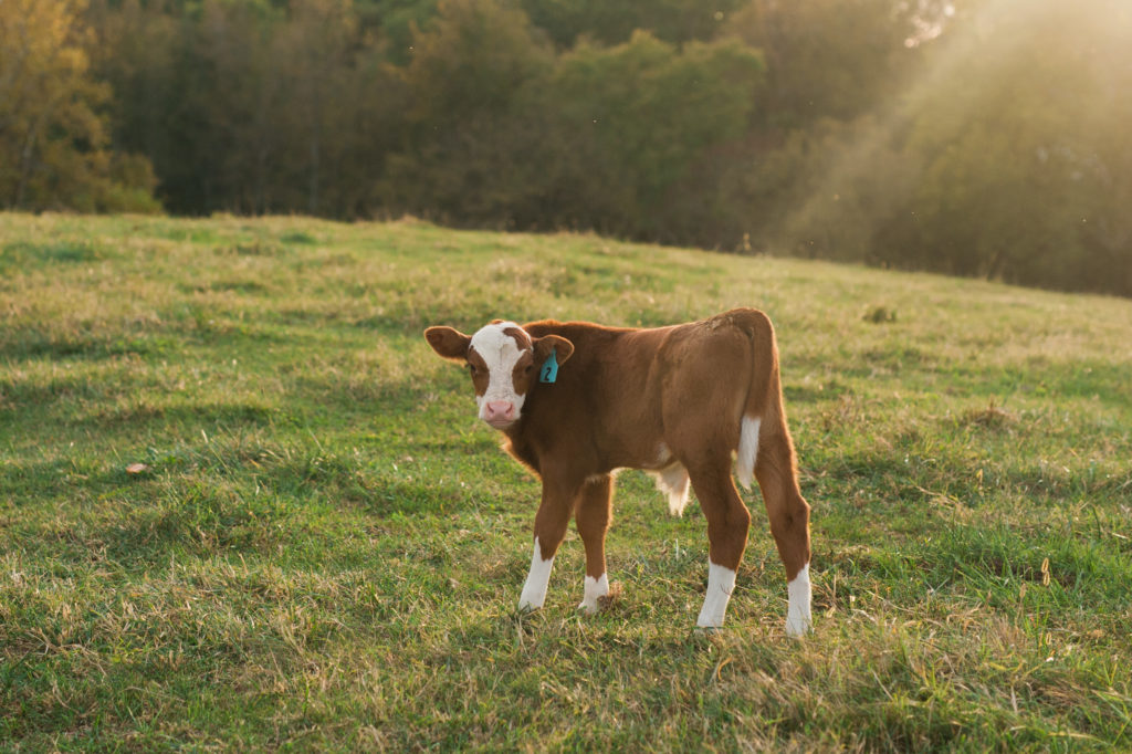 red heifer calf in field