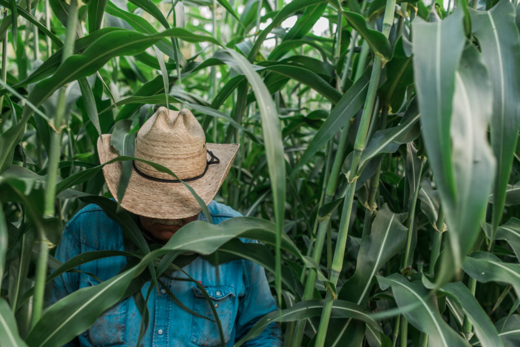 farmer in corn field