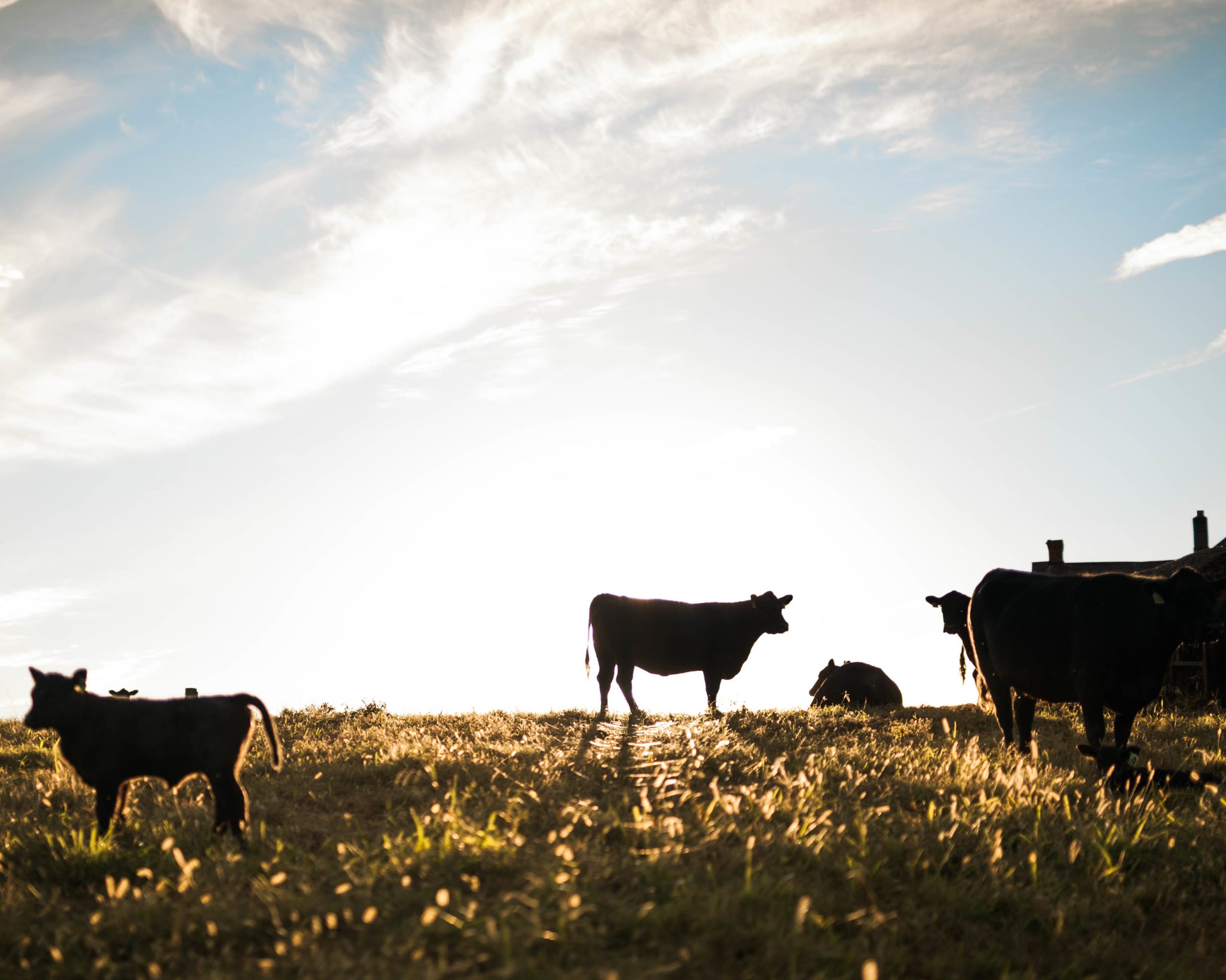 farm scene cow silhouette